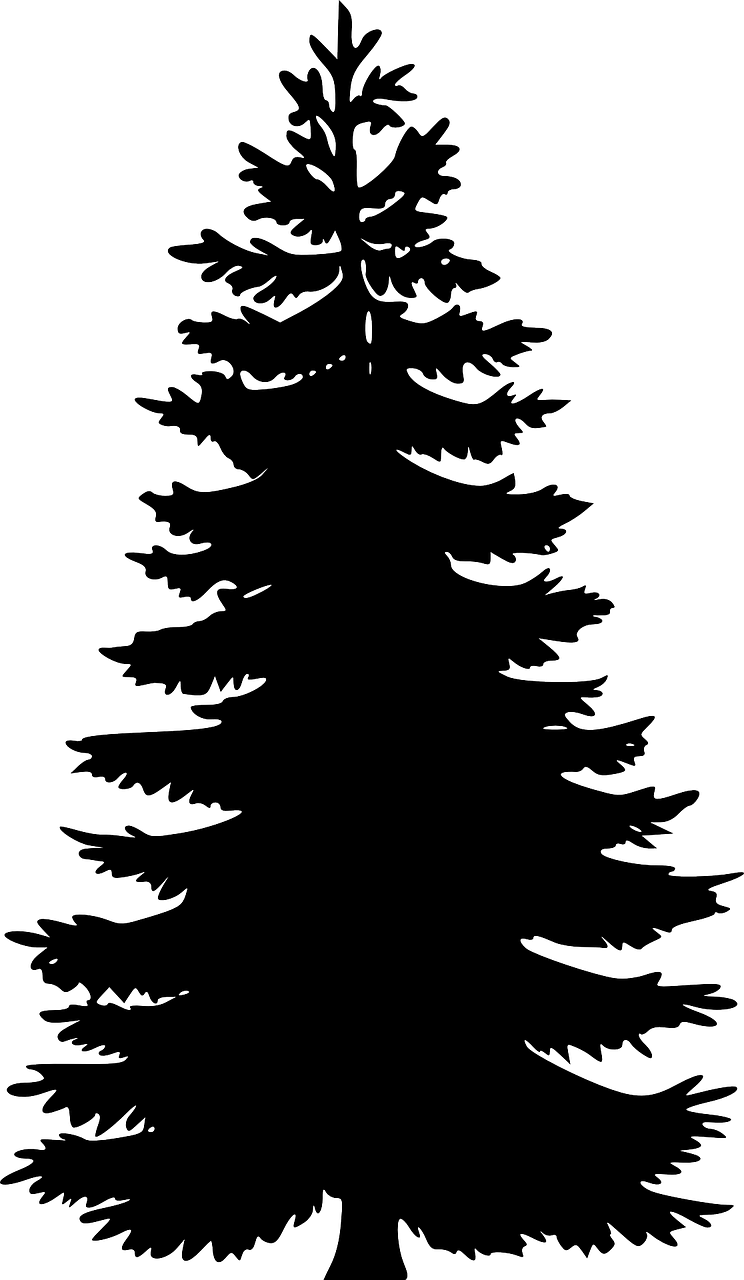 pine, tree, cone-31913.jpg